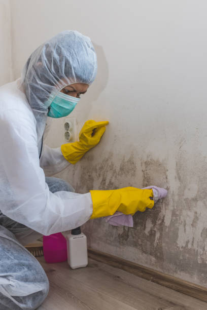 Professional Mold Removal in Columbiana, AL
