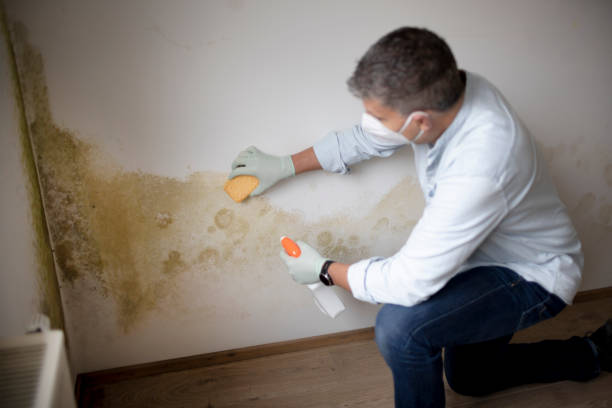 Best Mold Prevention Services  in Columbiana, AL