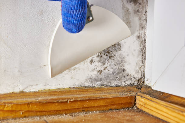 Best Mold Odor Removal Services  in Columbiana, AL