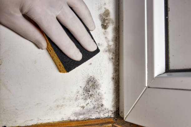 Best Post-Construction Mold Inspection  in Columbiana, AL